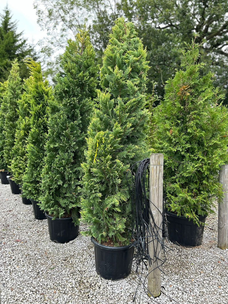 Leylandii Gold Rider 30 Litre Pot 200/225