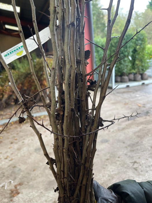 Hawthorn Hedging Bare Root 80-100cm Delivery Jan/Feb