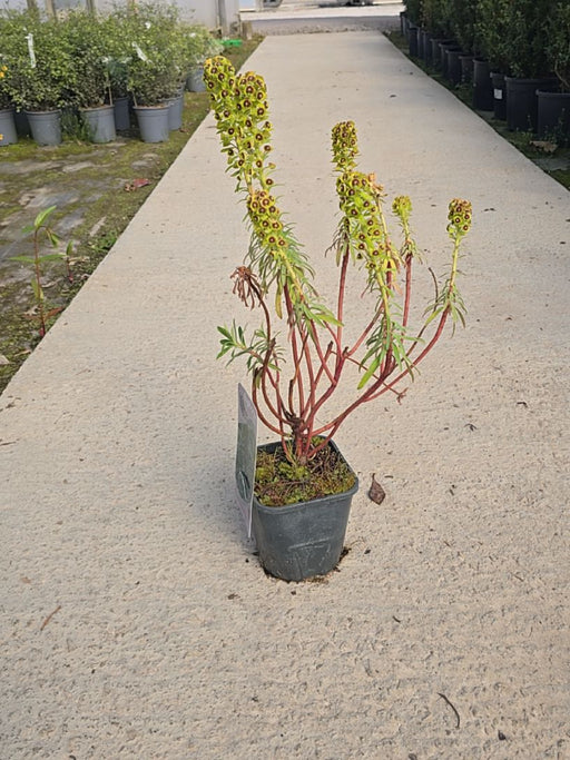 Euphorbia Black Pearl 2 Litre Pot