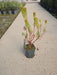 Euphorbia Black Pearl 2 Litre Pot