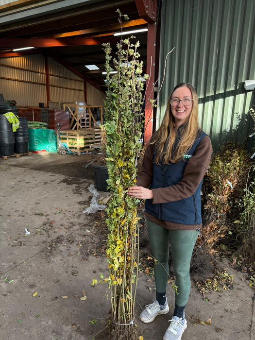 Hawthorn Hedging Bare Root 125-150 cm