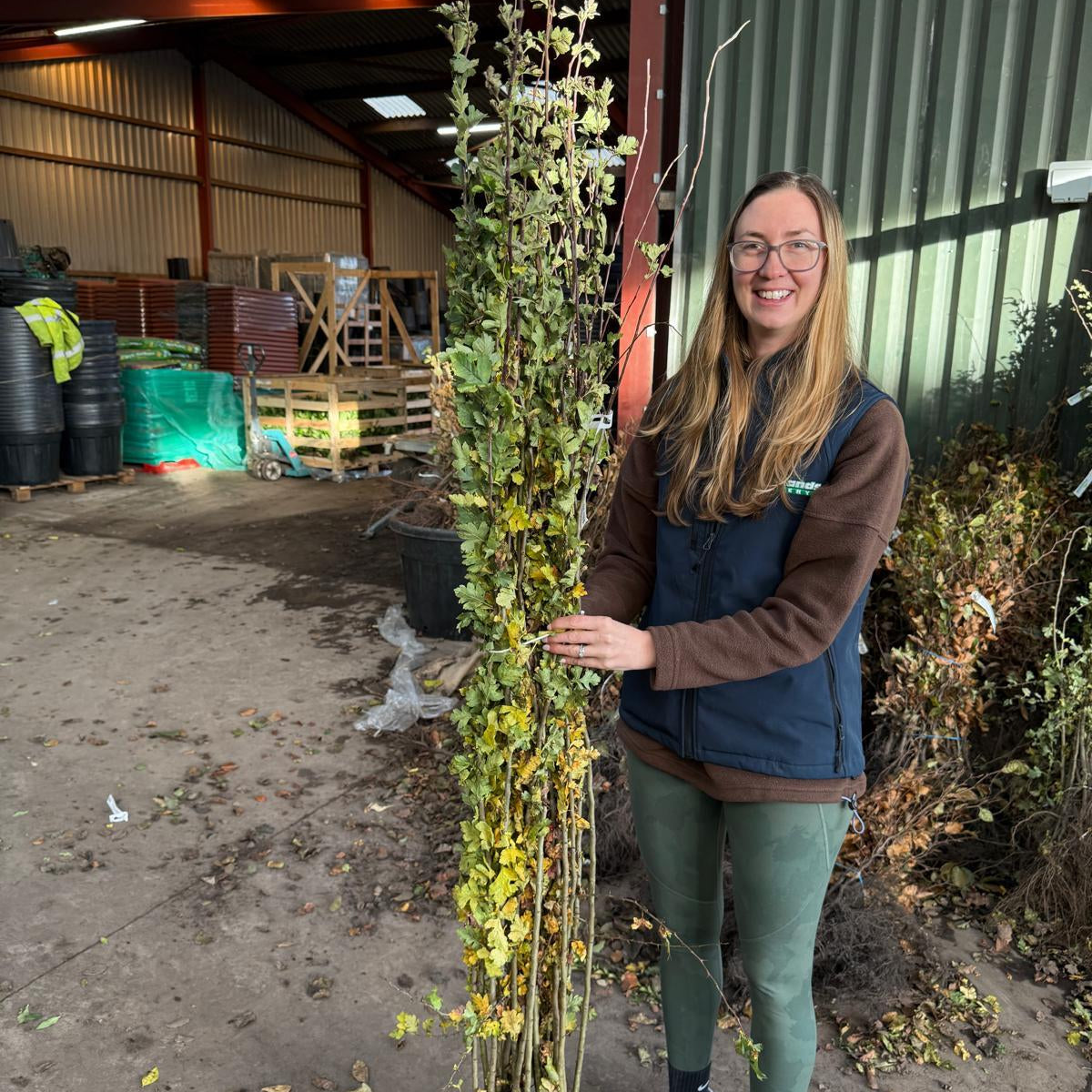 Hawthorn Hedging Bare Root 125-150 cm Delivery Feb/Mar