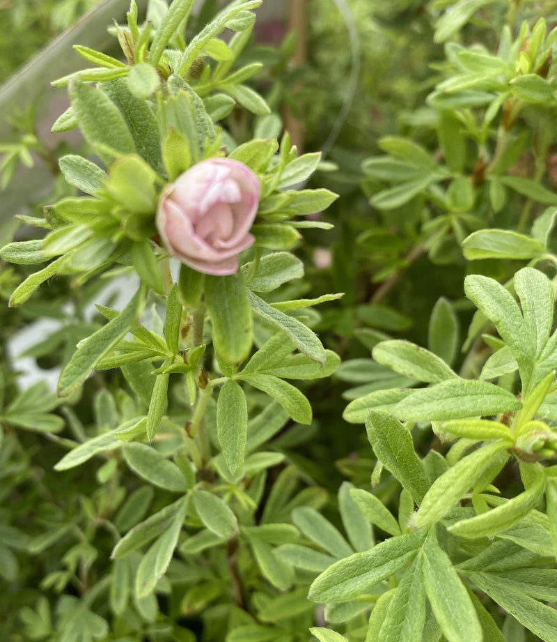 Potentilla fruticosa Double Punch Pink 4.5 Litre Pot