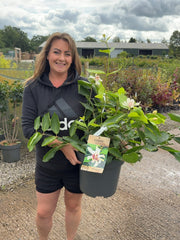 Calycanthus Venus 12 Litre Pot 80-100cm