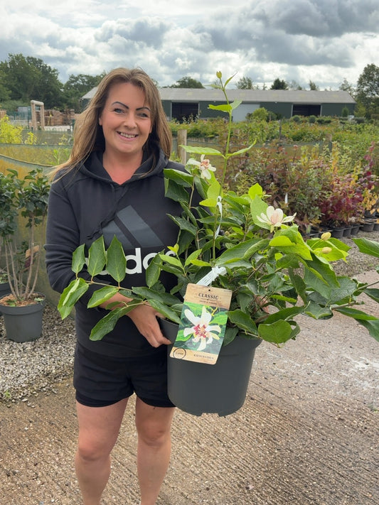 Calycanthus Venus 12 Litre Pot 80-100cm