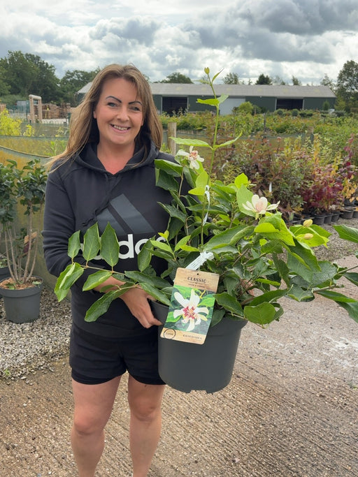 Calycanthus Venus 12 Litre Pot 80-100cm