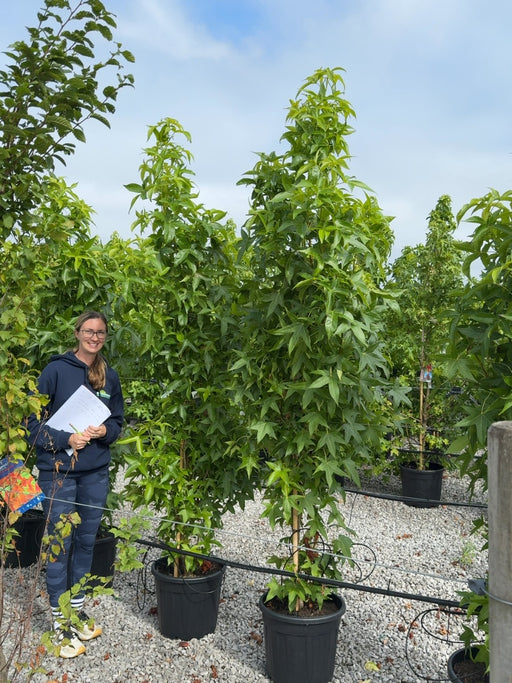 Liquidambar sty. Slender Silhouette 30 Litre Pot