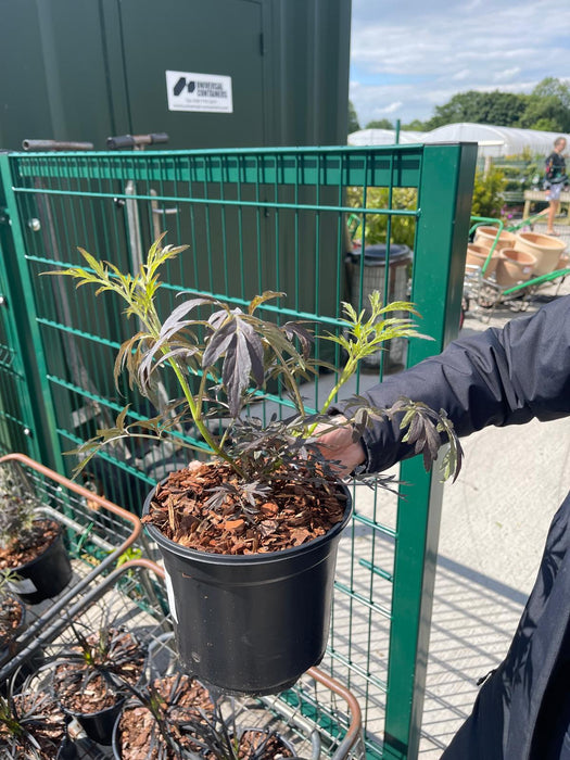 Sambucus Nigra Black Lace 3 Litre Pot