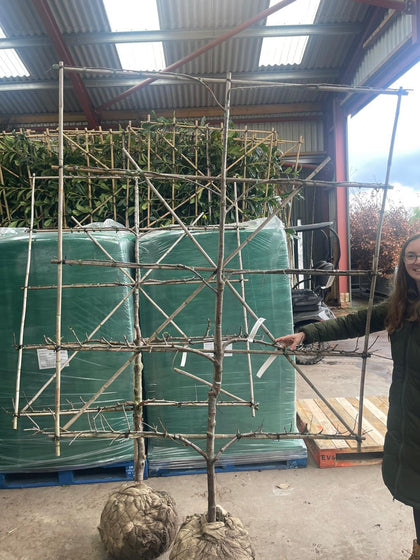 Plum Opal  Espallier Pleached, 150cm Wide, 180cm Tall. 5 Tiers