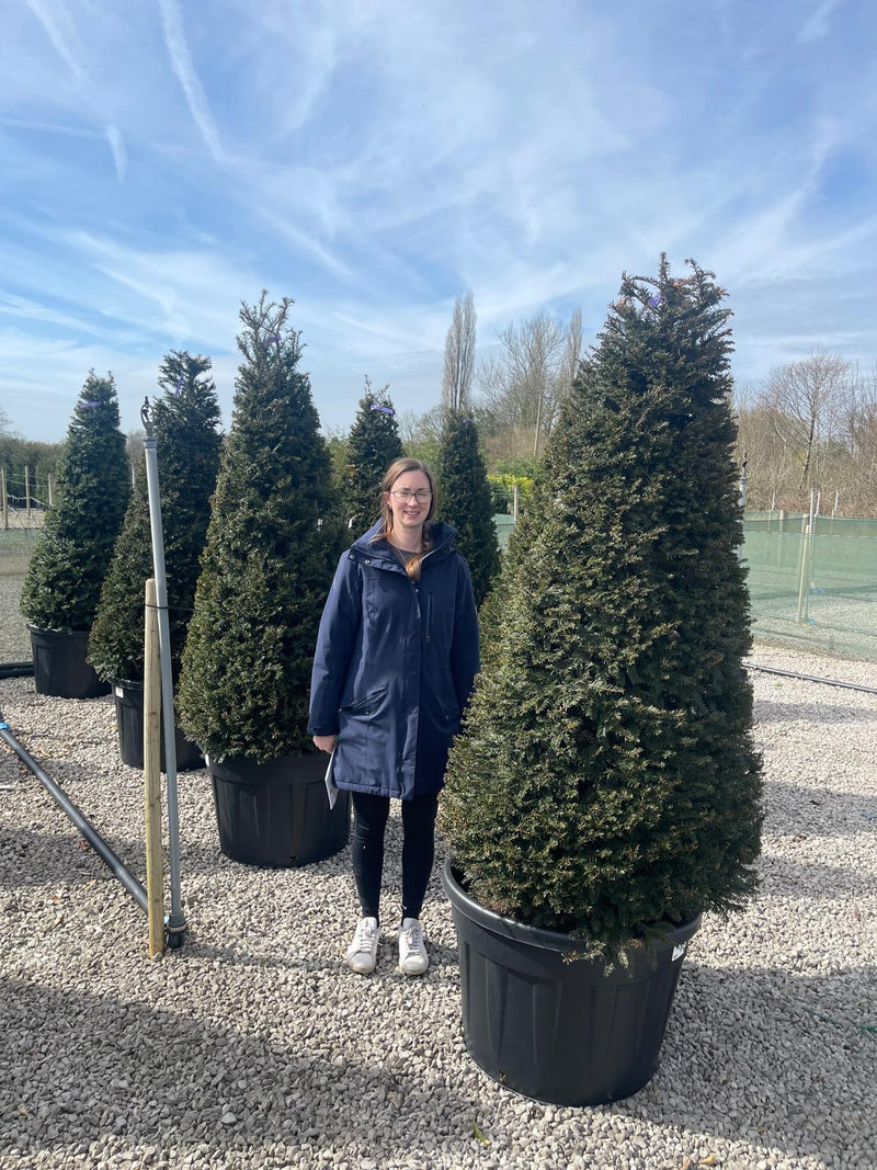 Yew Cone - Taxus Baccata 175/200cm 230 Litre Pot