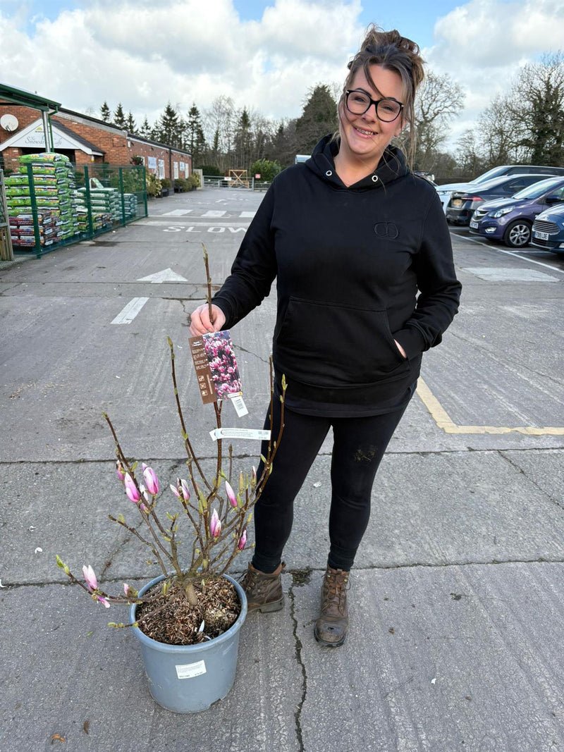 Magnolia soulangeana Andre Leroy 15 Litre Pot
