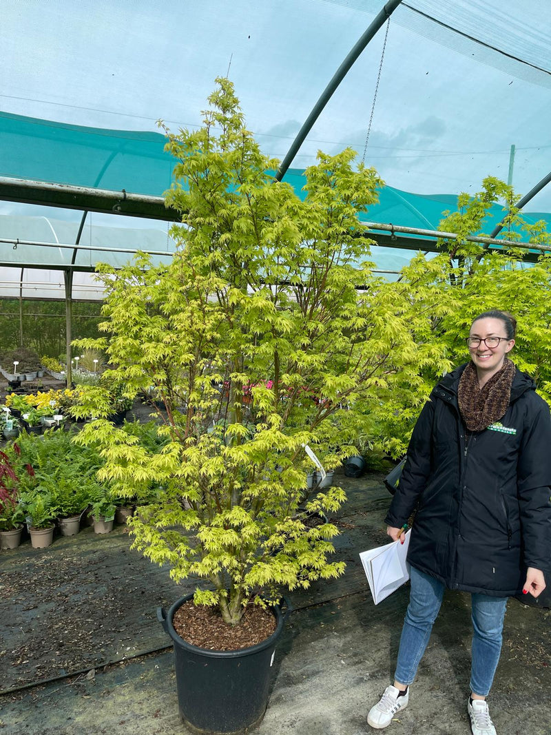 Acer palmatum Tsukasa 50 Litre Pot