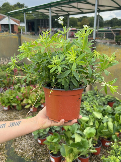 Galium Odoratum 2 Litre Pot