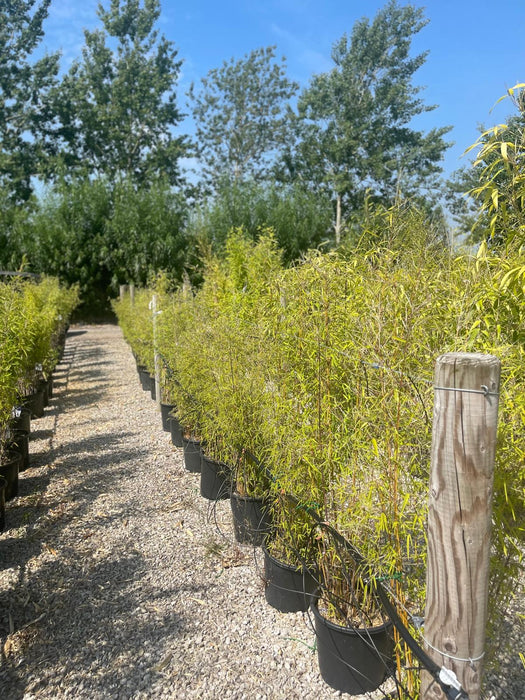 Bamboo Phyllostachys Bissetii 15 Litre Pot Seconds