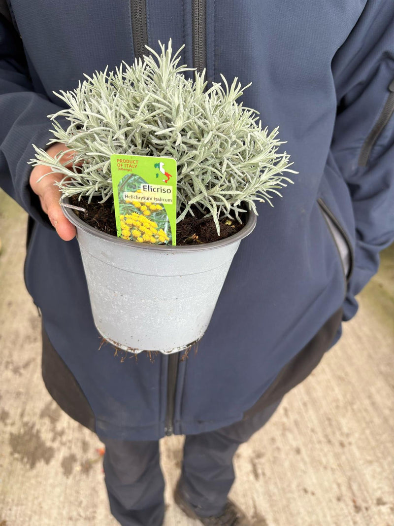 Curry plant 14cm