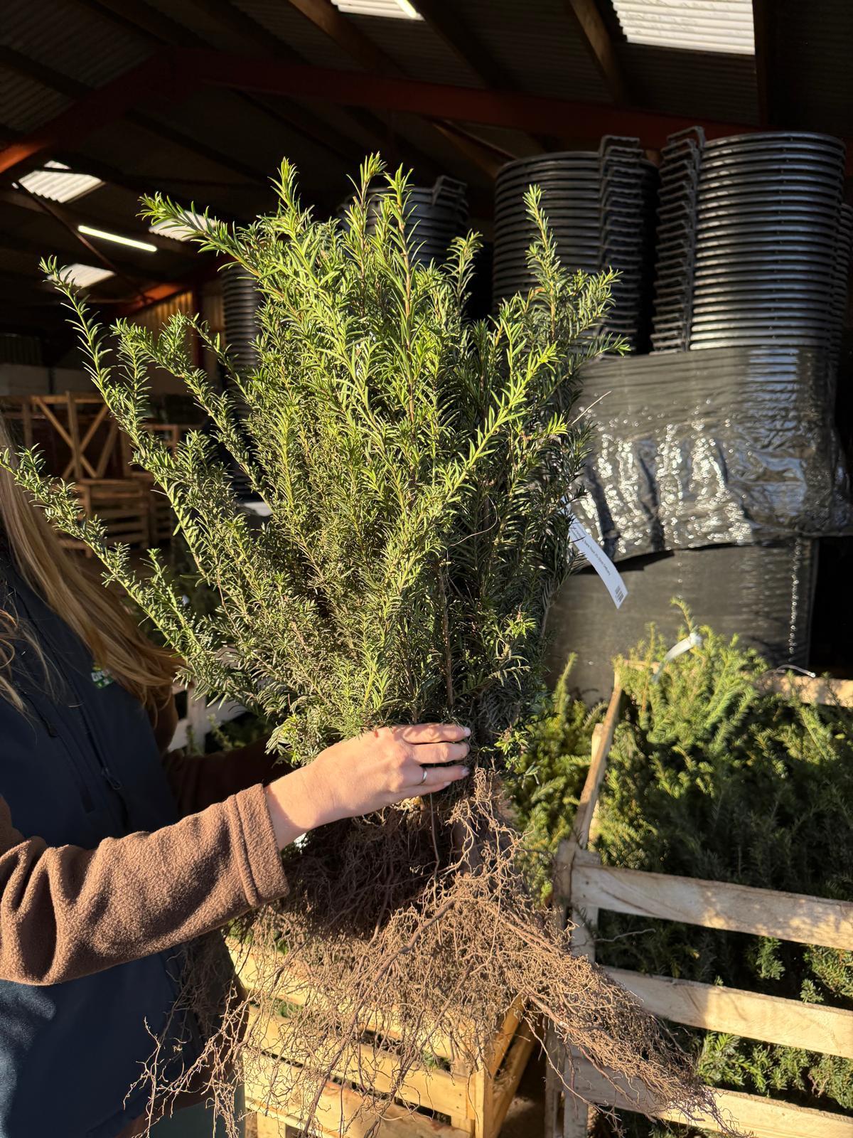 Big Deal Yew Hedging Bare Root 25-30cm x 200 Delivery from November