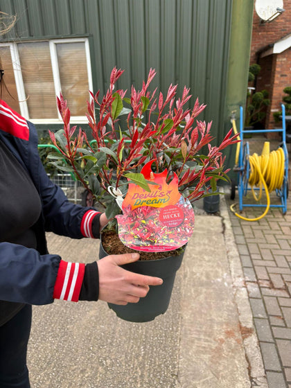 Photinia fras Devils Dream 6 Litre Pot