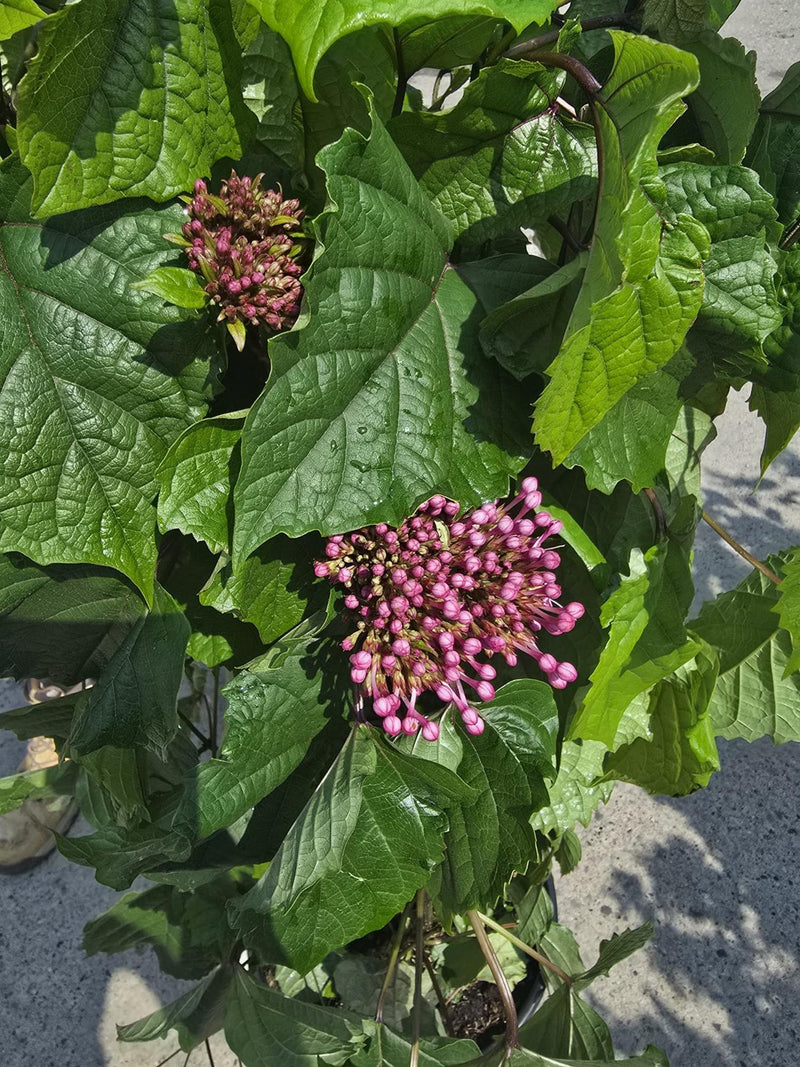 Clerodendrum Bungei 20 Litre 80-100cm