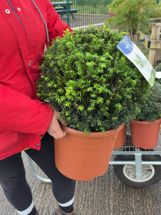 Taxus Baccata Ball 40cm