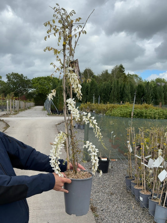 Wisteria Sinensis Alba 4 Litre Pot