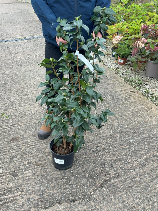Camellia Hagoroma 4 Litre Pot