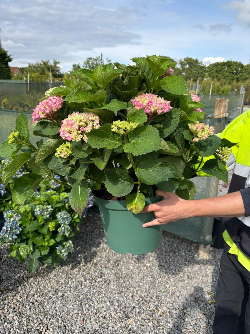 Hydrangea Magical Evolution 10 Litre Pot