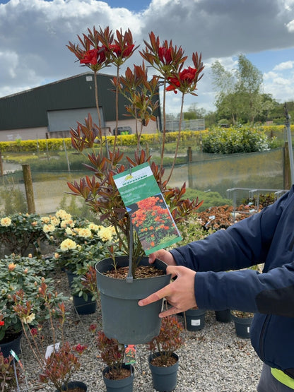 Azalea luteum Fireball 4.6 Litre Pot