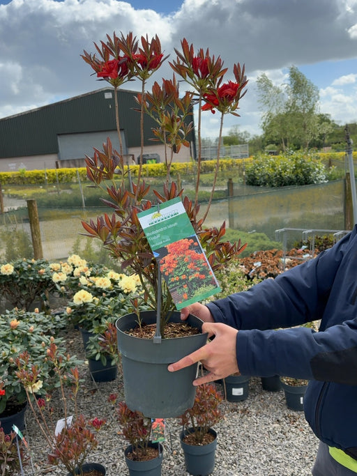 Azalea luteum Fireball 4.6 Litre Pot