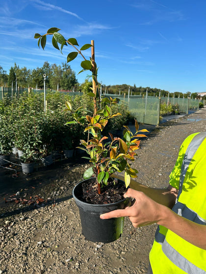 Trachelospermum Jasminoides 2 Litre Pot