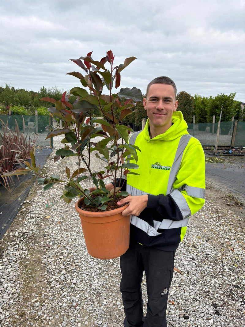 Photinia Red Robin 7.5 Litre Pot