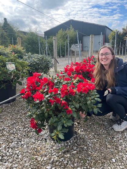 Rhododendron Baden Baden 20 Litre Pot