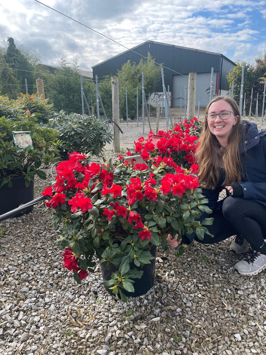 Rhododendron Baden Baden 20 Litre Pot