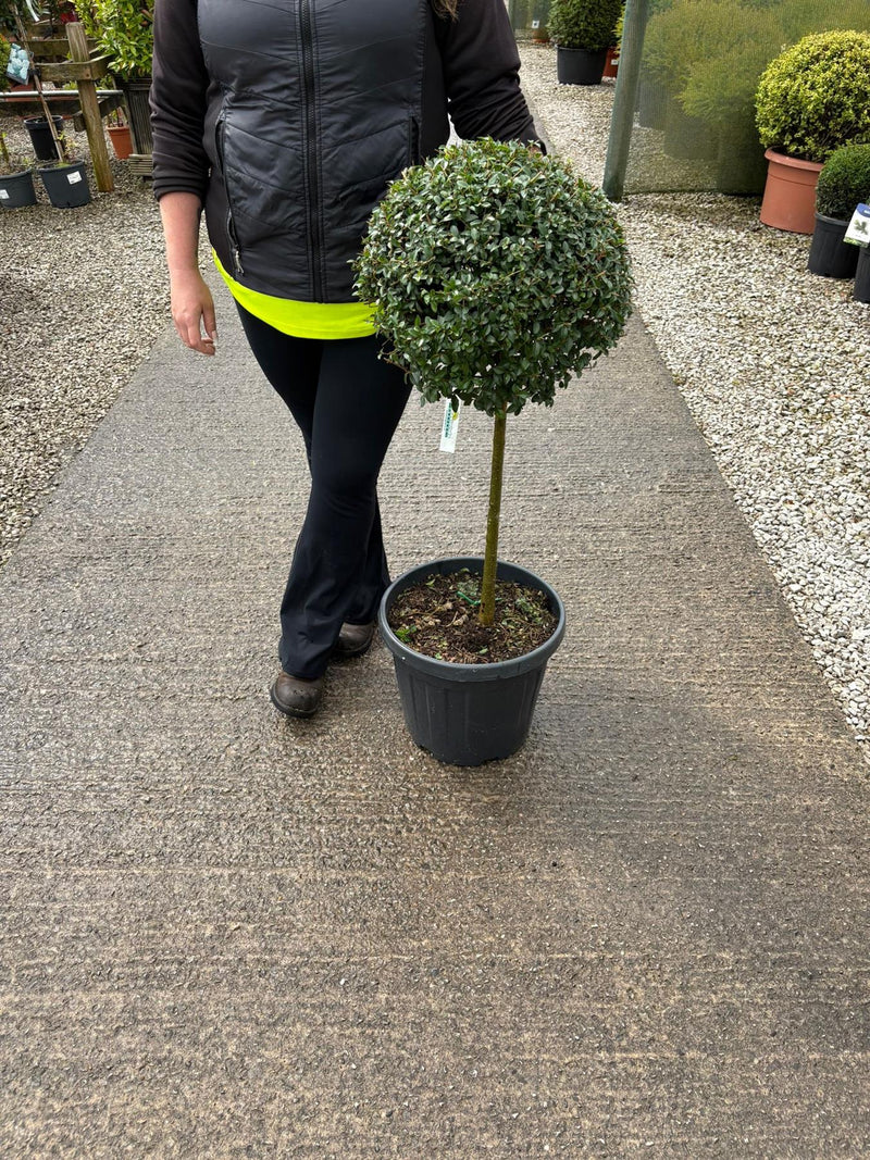 Ligustrum Delavayanum 1/4 Standard 18 Litre Pot