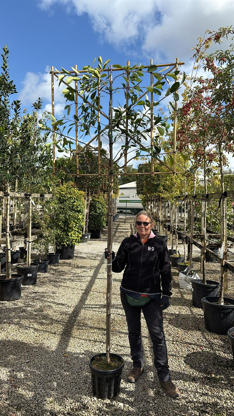 Photinia Red Robin Pleached Standard 8/10 cm G, 180cm St 100cm H x120c —  Grasslands Nursery