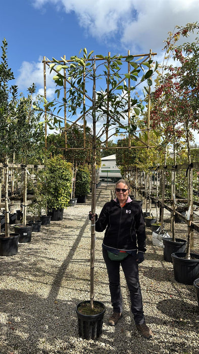 Photinia Red Robin Pleached Standard 8/10 cm G, 180cm St 100cm H x120cm W