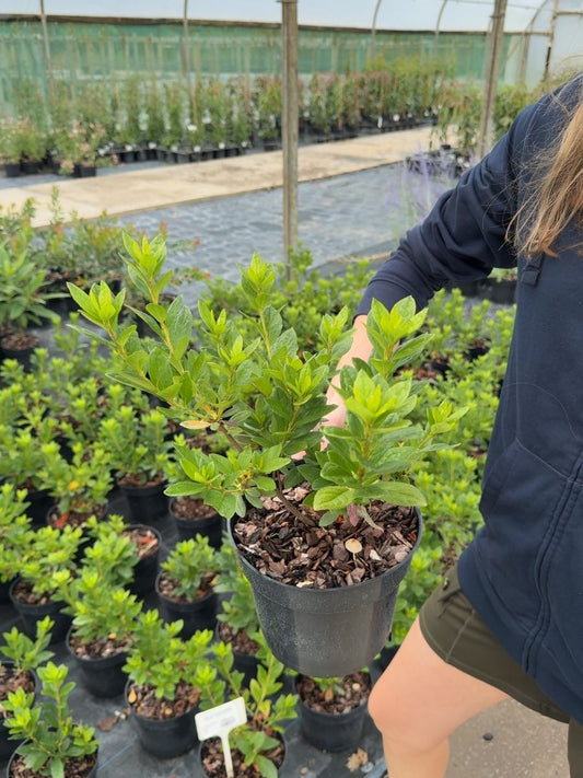 Azalea japonica Brocéliande® 'Lancelot' - Japanese Azalea 3 Litre Pot