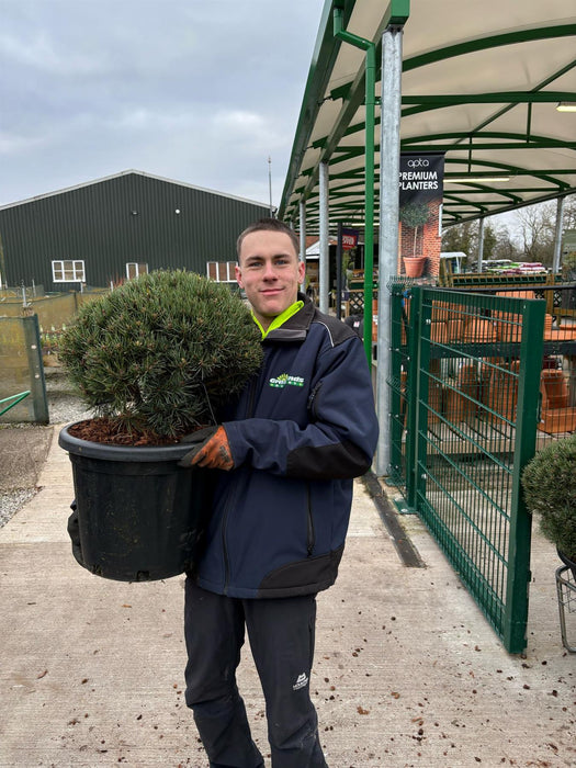 Pinus Sylvestris Watereri 25 Litre Pot