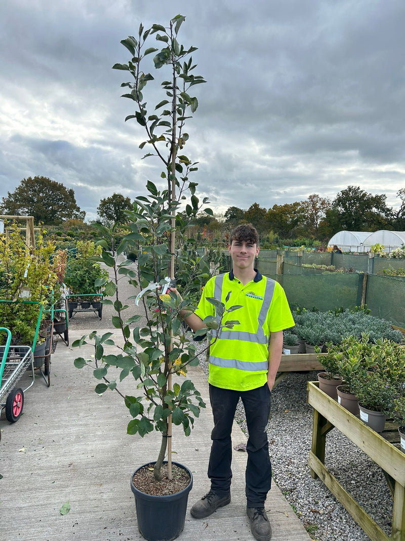 Apple James Grieves 18 Litre Pot