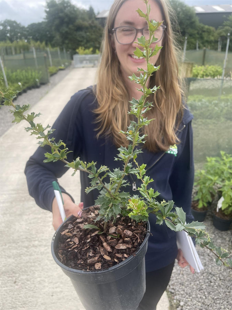 Berberis Darwinii 3 Litre Pot