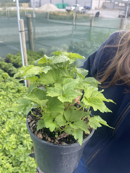 Delphinium White Dark Bee 11cm  Pot