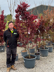 Acer Palmatum Fireglow 65 Litre Pot