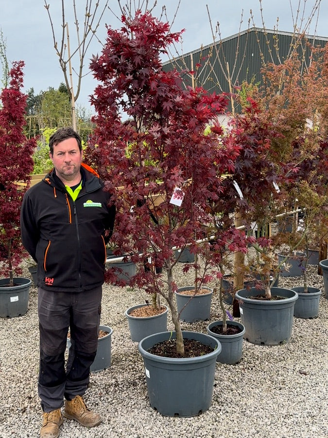 Acer Palmatum Fireglow 65 Litre Pot