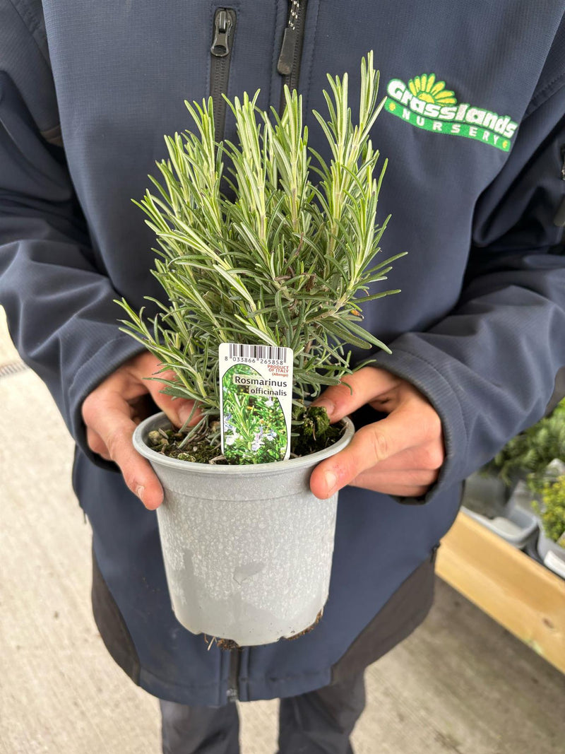 Rosemary 14cm