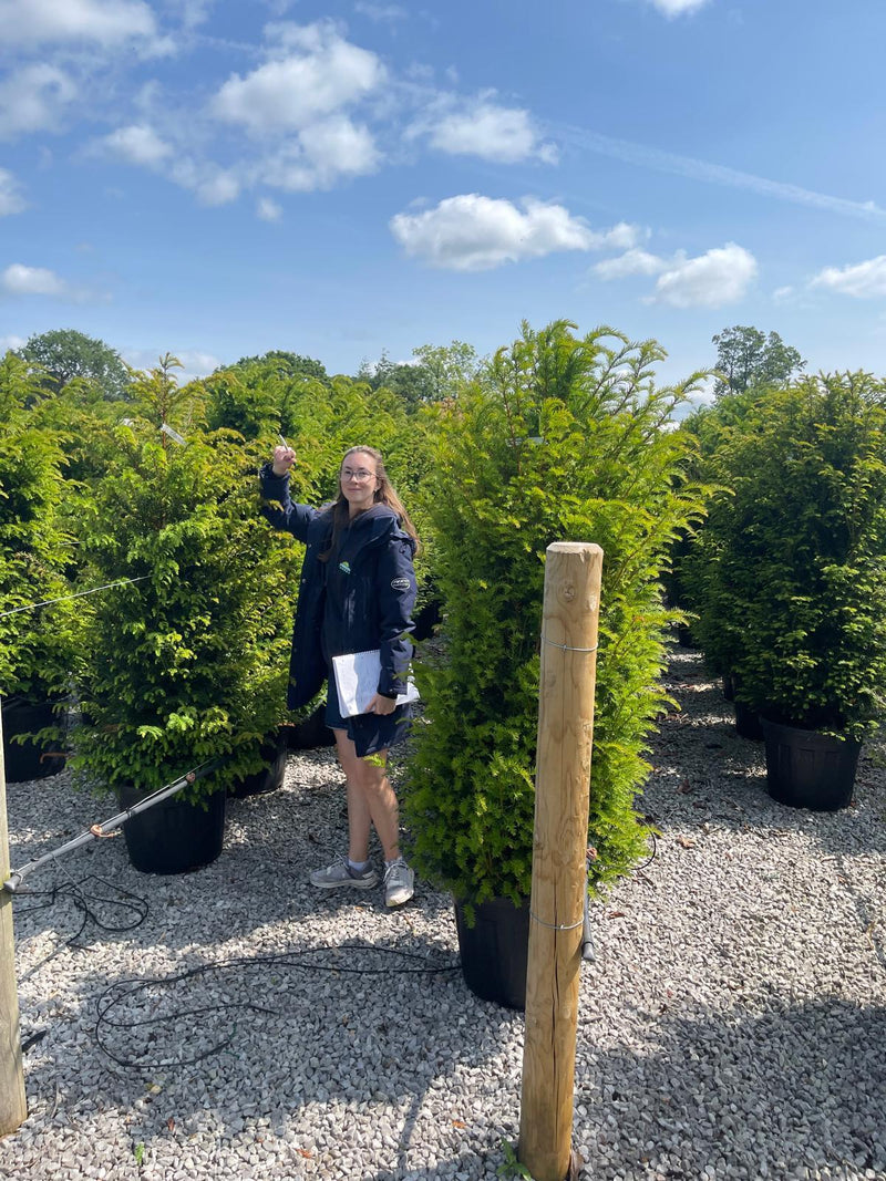 Yew Hedging 170/180cm Extra Wide 55 Litre Pot