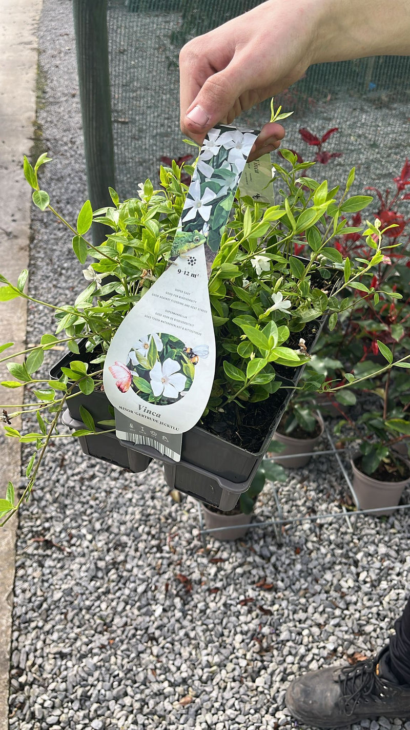Vinca Minor Gertrude Jekyll 9cm x 6 Plant Pack