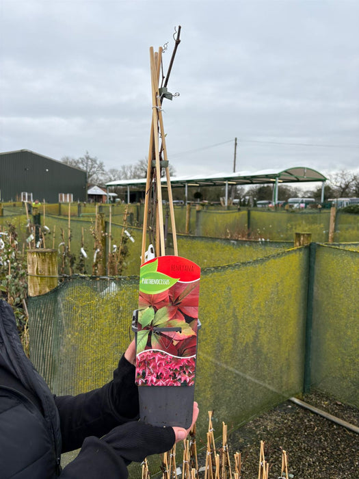 Parthenocissuss Henryana 1.5 Litre Pot