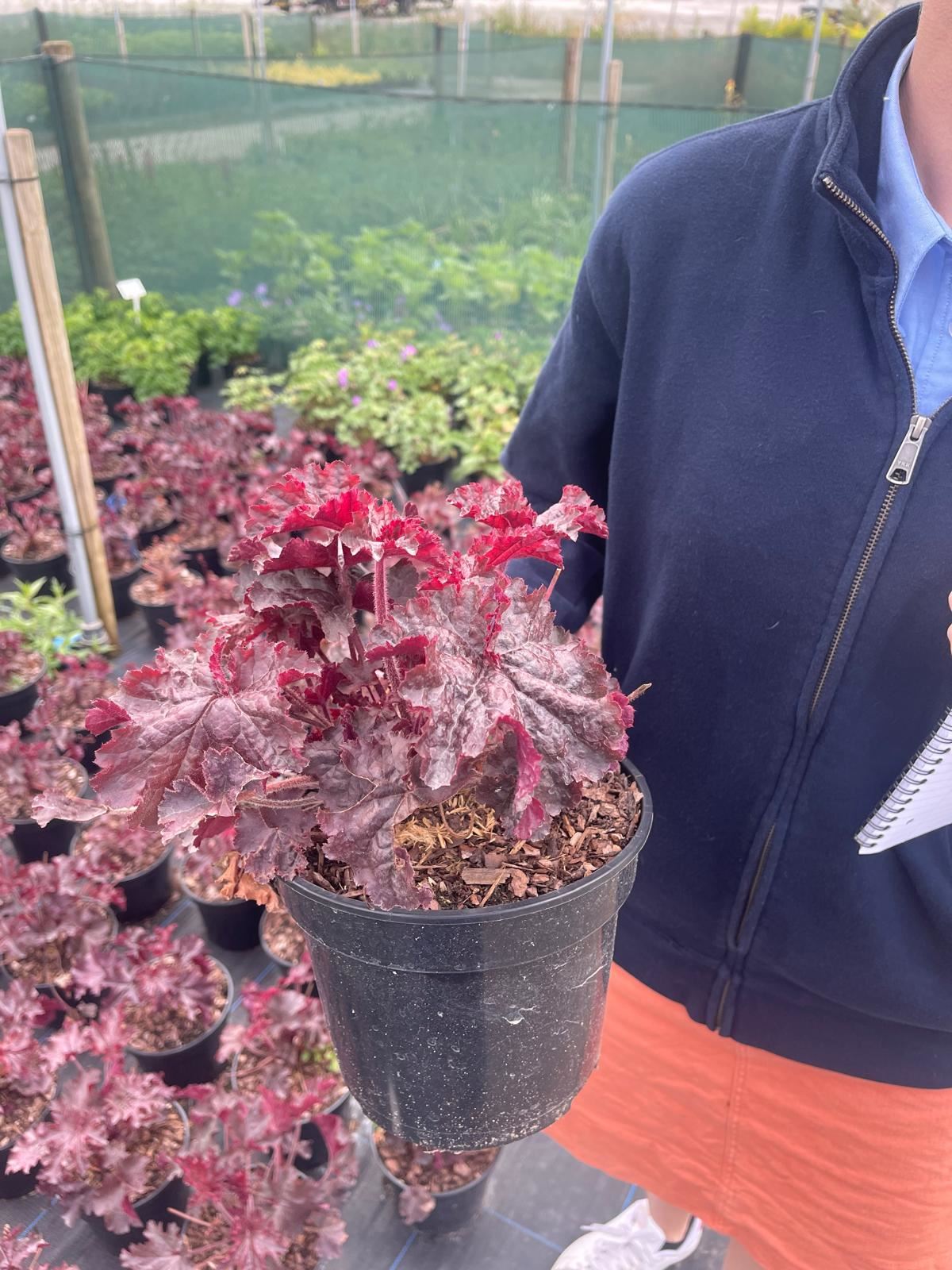 Heuchera Ruby Bells 3 Litre Pot