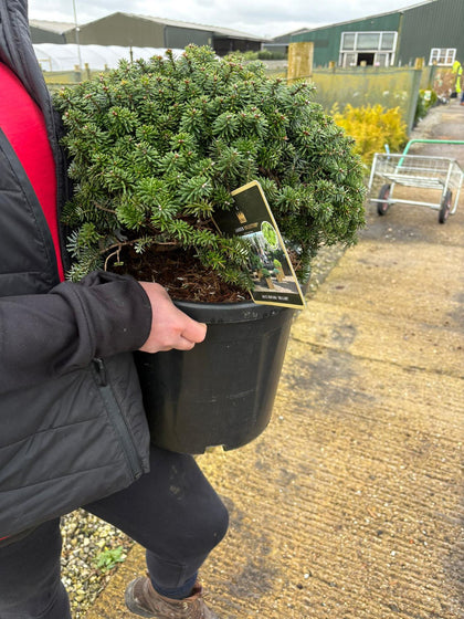 Abies koreana Brilliant 18 Litre Pot