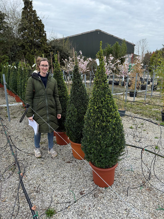 Buxus Cone Pot Grown 25 Litre 140/150cm