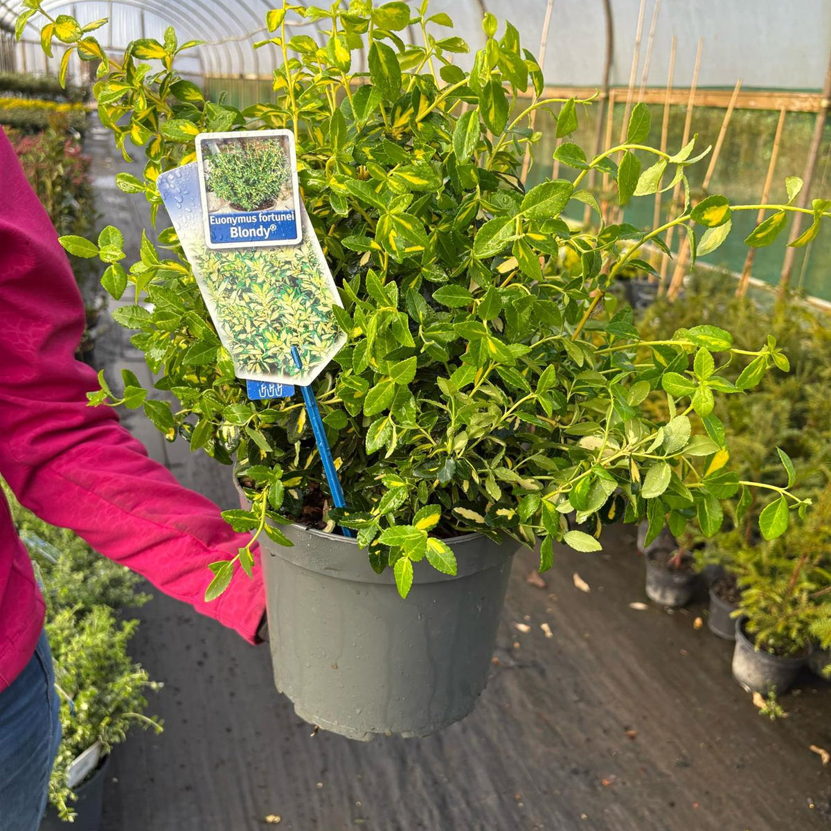 euonymus blondy plant Euonymus fortunei Blondy 5 Litre Pot — Grasslands Nursery
